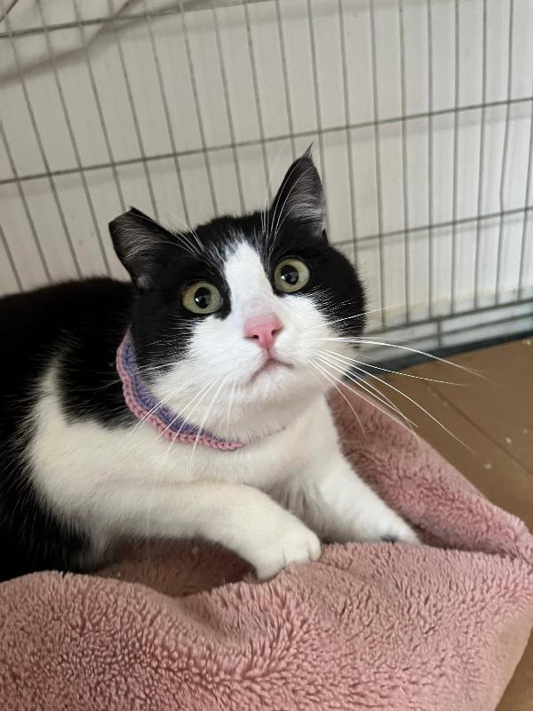 Sissi, micina super coccolona Foto 3